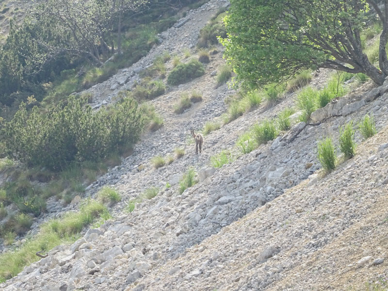 Rupicapra rupicapra.....dal Trentino Alto Adige